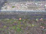 image of grave number 808141